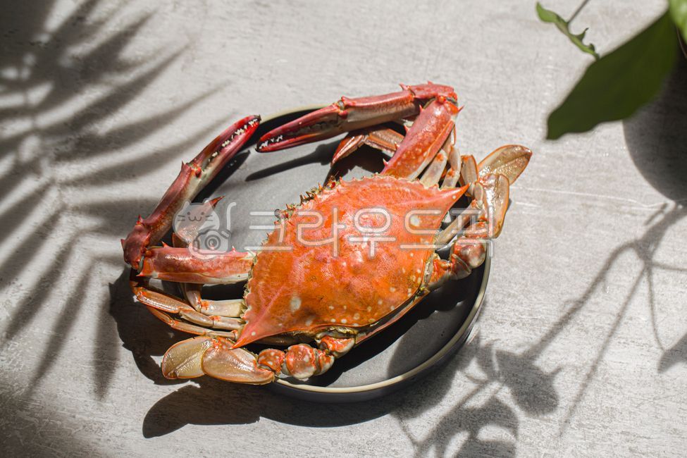 꽃게,숫꽃게,활꽃게,제철꽃게,가을꽃게,해산물,갑각류,꽃게찜,게찜,집게다리,게살