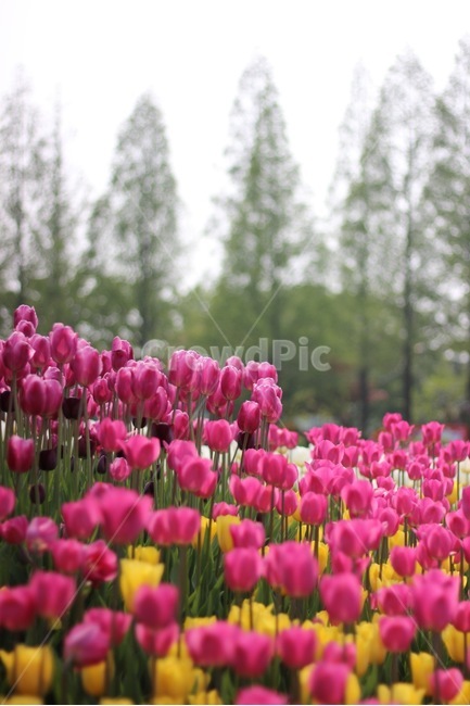 봄,꽃,봄꽃,튤립,나무,꽃축제,보케,컬러,색감,분홍,노랑,spring,flower,color,tulip,pink,yellow,tree,봄,계절,spring,season,식물,자연,plants,nature,꽃,flower,plant,blossom