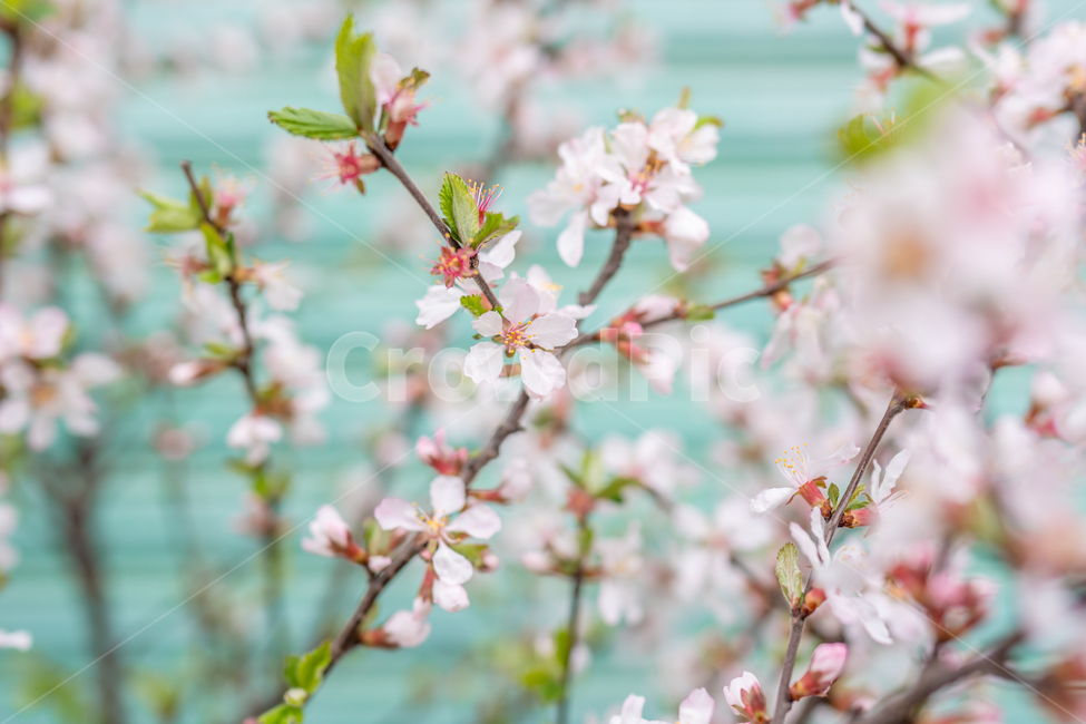 벚꽃,봄소식,파스텔톤,민트셔터,cherryblossom