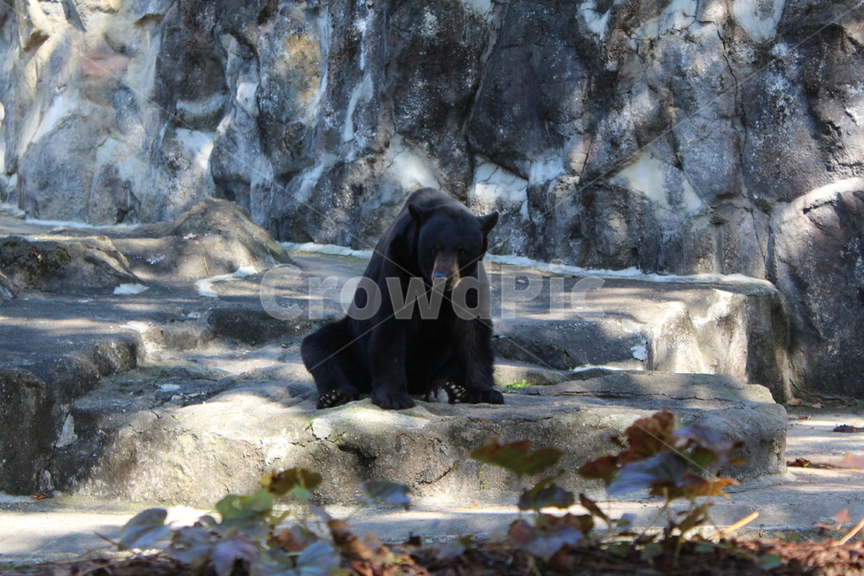 animal,동물,bear,곰,mammal,포유류,wildlife,야생동물,동물원,zoo,검정곰,blackbear,동물,animal,포유류,mammal