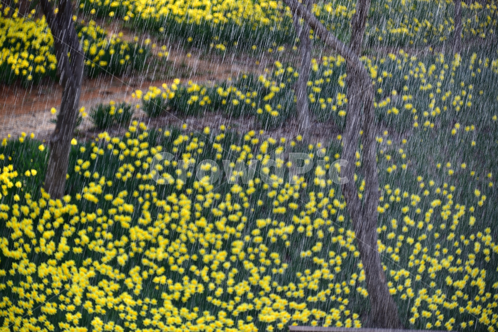 수선화,노랑,풍경,봄,봄꽃,식물,자연,꽃,감성,자연,풍경,nature,landscape