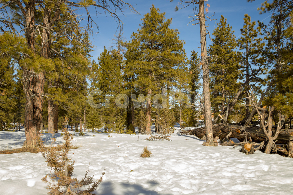 rural,natural,wood,background,beautiful,blue,cold,forest,frost,ice,landscape,light,mountain,nature,outdoor,park,scenic,season,sky,snow,sun,sunlight,sunny,tree,trees,usa,utah,view,white,winter,미국,유타,눈,겨울,자연,나무,야외,숲