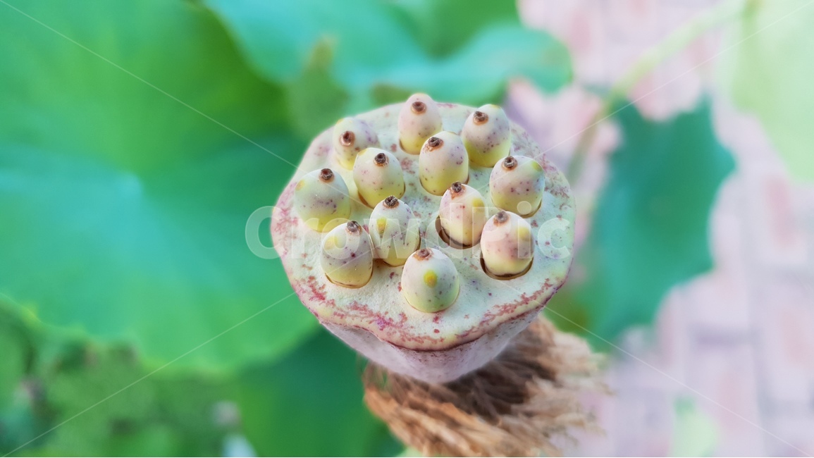 연잎,연꽃씨앗,초록,여름,계절,꽃진자리,green,summer,lotusseed,nature,plant,수생식물,연밥,씨앗,식물,자연,plants,nature
