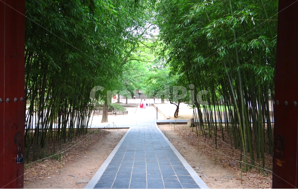 길,대나무,감성,나무,초록,road,trees,emotion,green,자연,풍경,nature,landscape,path,통로
