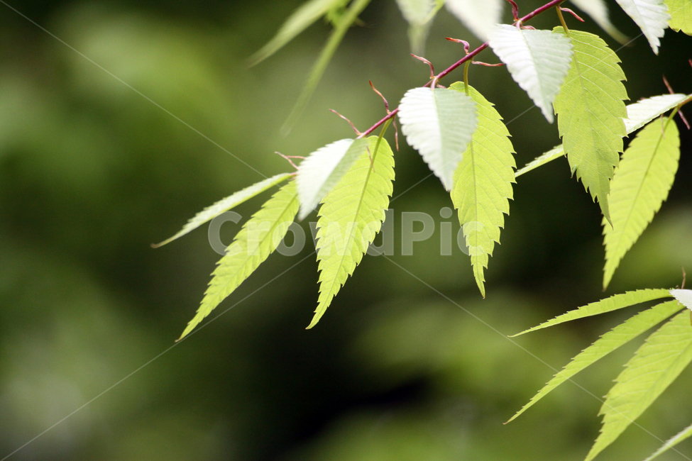 나뭇잎,새잎,잎사귀,plant,식물,leaf,잎,식물,자연,plants,nature