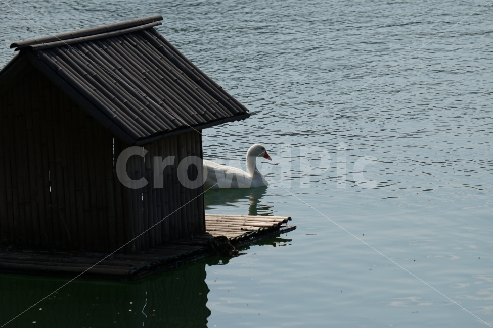 오리,백조,새,조류,동물,호수,강,자연,nature,bird,duck,lake,river,animal,헤엄,수영,swim,swan,스완,물,water,물결,감성,감성사진,스냅,스냅사진,snap,snapshot,풍경,landscape,고니,한국자연,korea,석촌호수,새집,서울,seoul,코리아,동물,animal,조류,새,birds