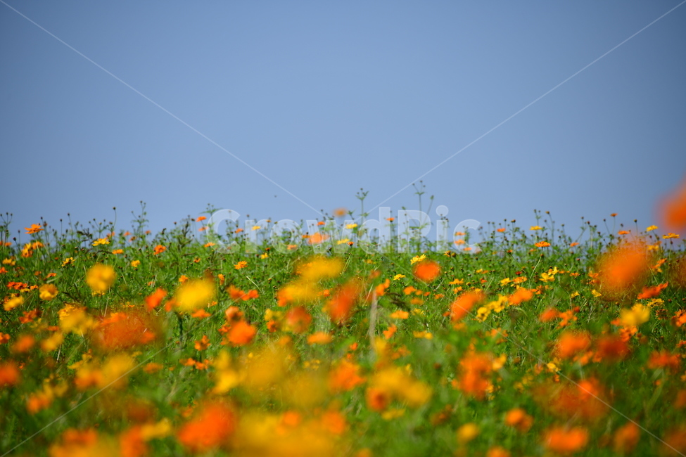 노랑,노란소스모스,가을,자연,코스모스,금계국,flower,plant,꽃,식물,자연,plants,nature,꽃,flower