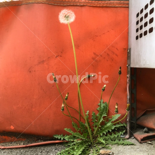 민들레,꽃,풀,도시,삭막,홀씨,봄,식물,자연,plants,nature,꽃,flower