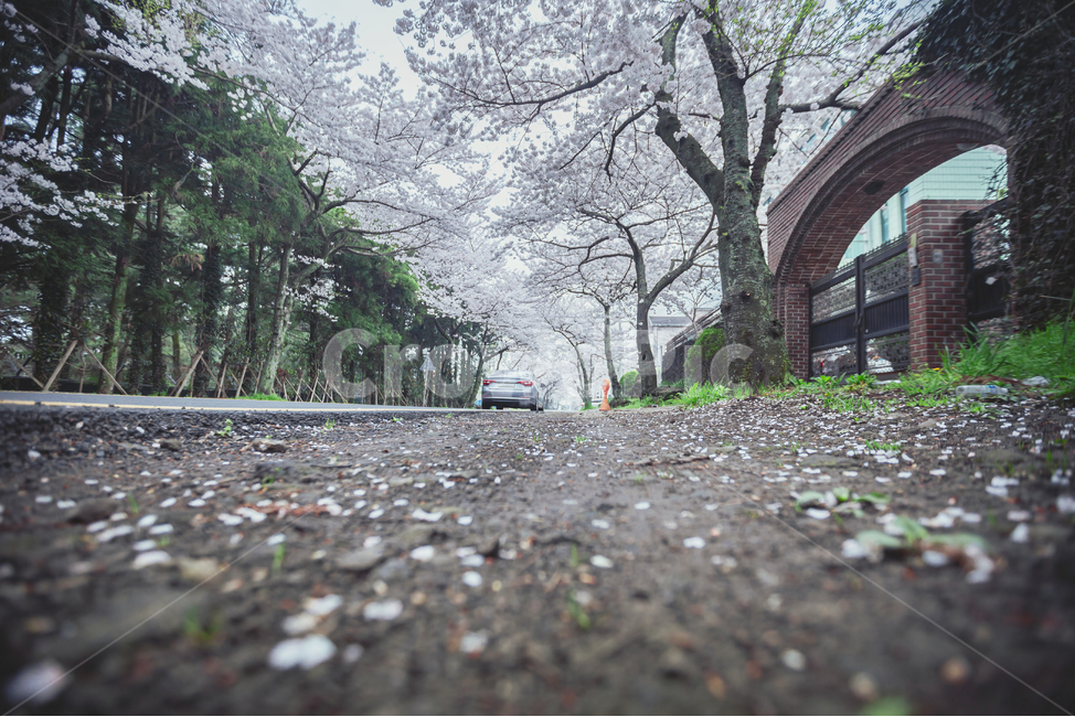 아스팔트,바닥,road,도로,ground,asphalt,봄,제주,제주도,벚꽃,벚나무,만개,도시,길,plant,식물,flower,꽃,blossom,꽃잎,봄,계절,spring,season