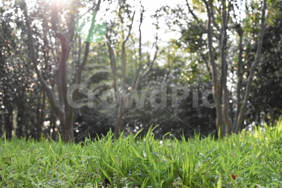 푸른,잔디,풀,숲,나무,초록,오후,햇빛,맑은,깨끗한,green,grass,tree,자연,풍경,nature,landscape,vegetation,초목,plant,식물,woodland,삼림지,outdoors,옥외,land,땅,forest