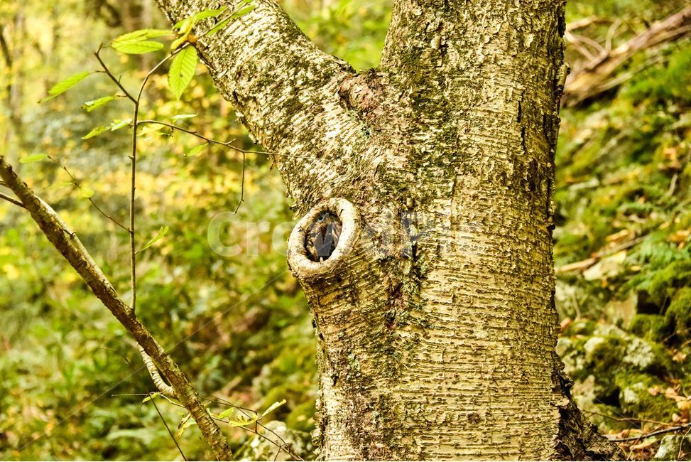 나무,구멍난나무,구멍,자연,tree,자연,풍경,nature,landscape