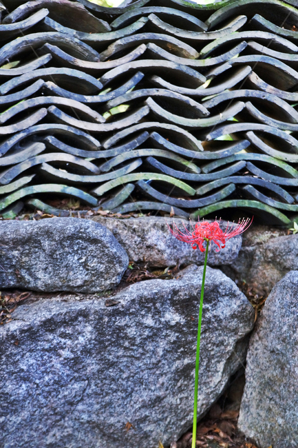 꽃무릇,석산,redspiderlily,길상사,가을,빨간꽃,기와담,담벼락,전통담장,한국전통,한국문화,korean traditional,korean culture,식물,자연,plants,nature,꽃,flower