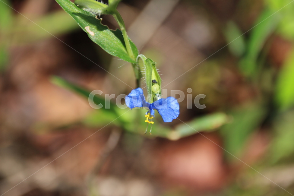 닭의장풀,달개비,꽃,식물,flower,blossom,plant,한해살이,접사,클로즈업,식물,자연,plants,nature,꽃,flower
