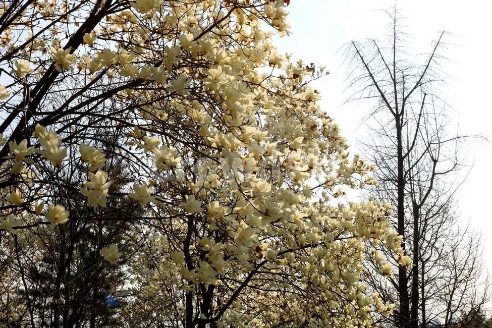 목련,꽃,목련꽃,나무,식물,흰꽃,봄,자연,식물,자연,plants,nature,꽃,flower