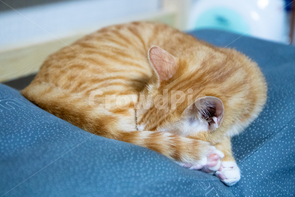 cheese cat,Korean Shorthair,sleeping cat,cat,nose short,Cheese tabby