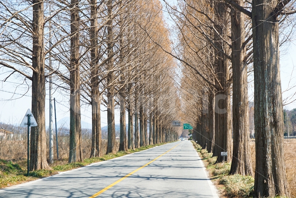 여행,travel,여행사진,국내여행,혼자여행,사진,담양,담양여행,배경사진,배경,이쁜사진,색감,색감좋은사진,메타세쿼이아,메타세쿼이아길,도로,겨울나무,겨울,풍경,풍경사진,자연,풍경,nature,landscape,겨울,계절,winter,season,road,tree,나무,plant,식물