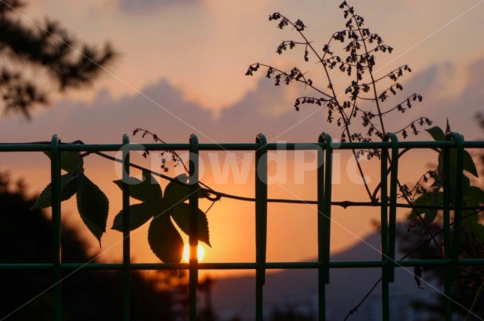 노을,일몰,가을,나무,꽃,감성,식물,자연,plants,nature,감성,sensible,feeling
