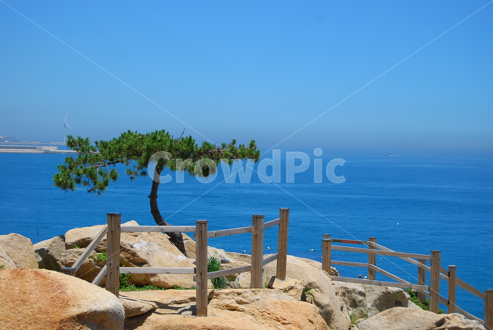 자연,바다,여름,풍경,대왕암,자연,풍경,nature,landscape,한국자연풍경,한국자연경관,korea nature landscape,식물,plants,나무,trees,wood,promontory,곶