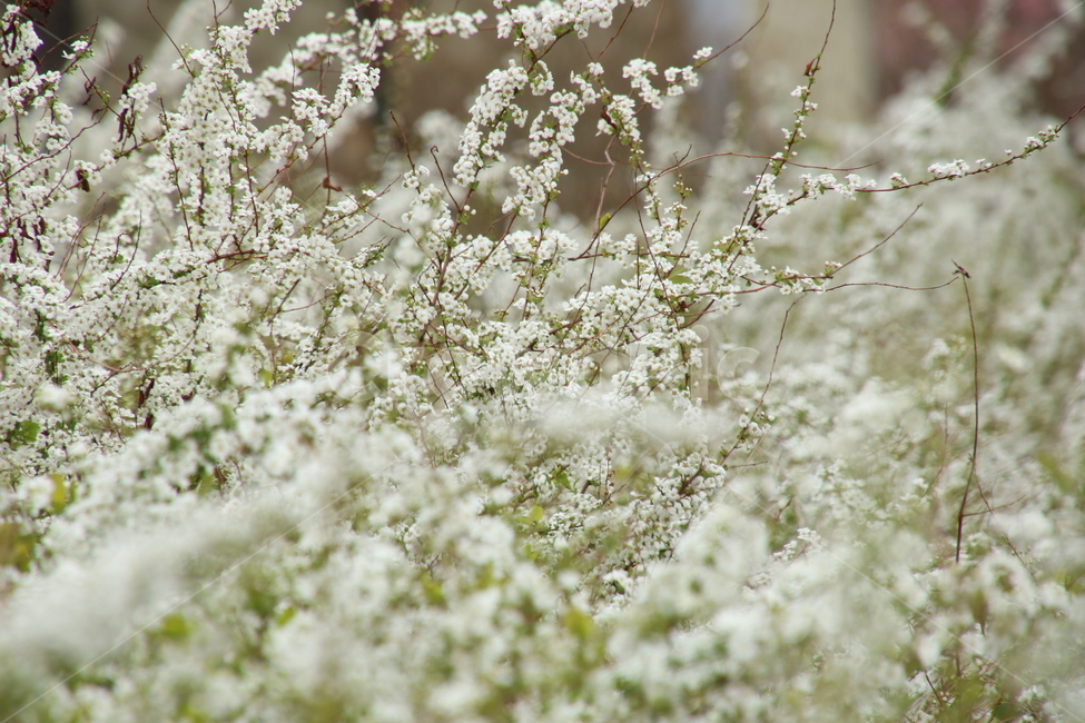 봄,봄꽃,꽃,흰꽃,흰색,흰,flower,whiteflower,white,하얀,하얀색,하얀꽃,봄,계절,spring,season,식물,자연,plants,nature,꽃,flower,plant