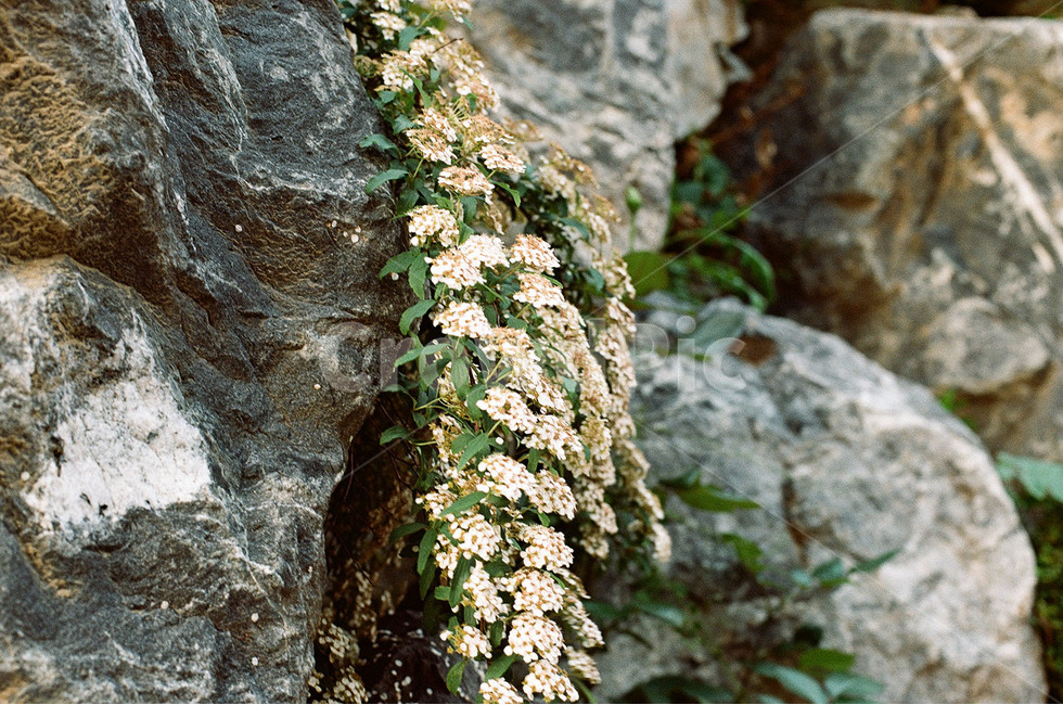바위,꽃,꽃사진,자연,풍경,자연,풍경,nature,landscape,식물,plants,꽃,flower,plant