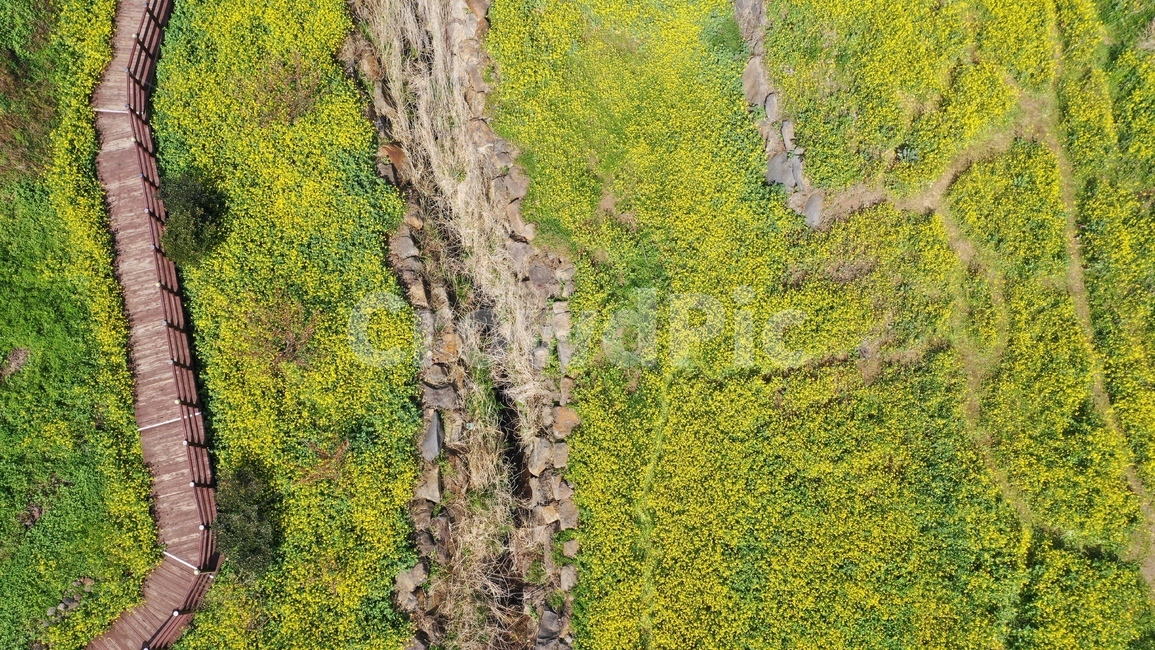 제주유채꽃봄jeju식물꽃,plant,식물,시작,제주,유채꽃,jeju,봄,향긋한,꽃,flower