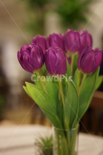 튤립,보라색,꽃,꽃다발,꽃장식,식물,자연,plants,nature,꽃,flower,실내용화초,화분,화초,house plant,인테리어,실내디자인,interior design