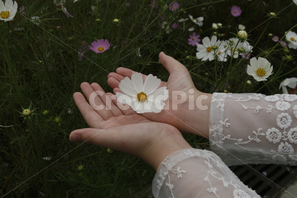 가을,코스모스,계절,손,양손,가을,계절,fall,autumn,season,식물,자연,plants,nature,꽃,flower,사람,인물,인간,human,person,신체일부,몸,body,plant