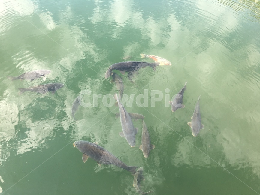fish,물고기,animal,동물,coho,코호,잉어,호수,붕어
