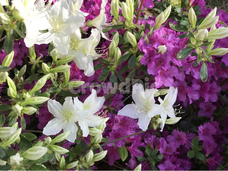 봄꽃,봄,꽃,철쭉,꽃나무,봄,계절,spring,season,식물,자연,plants,nature,꽃,flower,plant,blossom