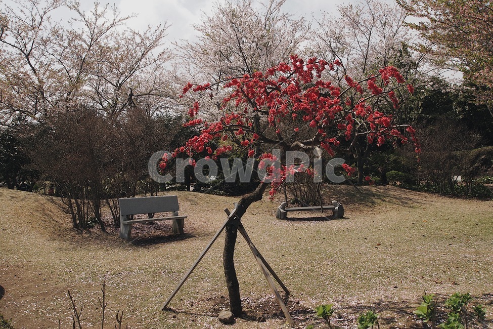 자연,풍경,나무,낙엽,가을,감성,가을,계절,fall,autumn,season,자연,풍경,nature,landscape,plant,식물,tree