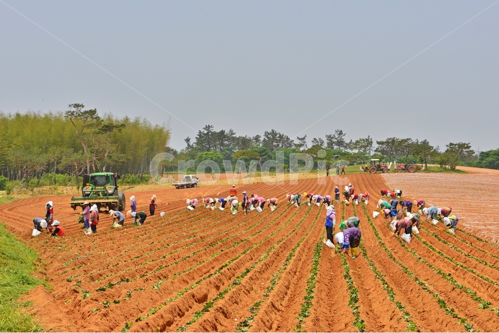 nature,자연,outdoors,옥외,soil,흙,ground,바닥,전북,고창,학원농장,농장,고구마밭,농사비닐,비닐,농업,농사,경작,영농,농경,사람들,대중,군중,other people,crowd,산업,industry,industrial,농업,농사,agriculture,farming,farming industry
