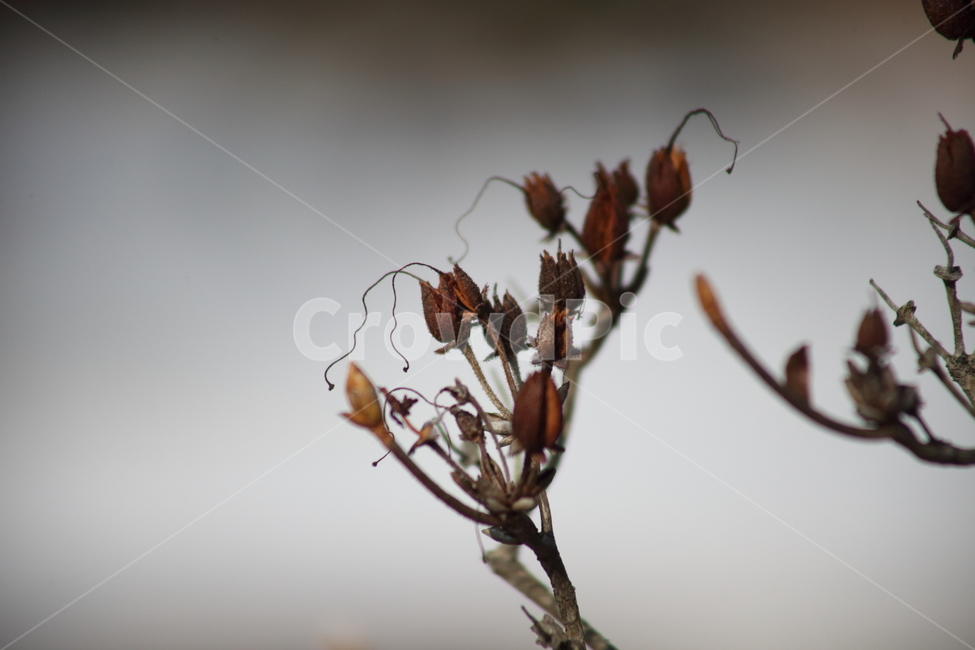 열매,종자,번식,식물,seed