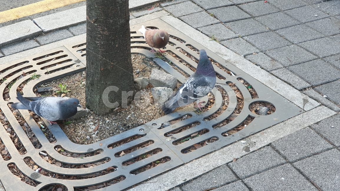 bird,새,animal,동물,비둘기,모이,dove,pigeon,동물,animal,조류,새,birds