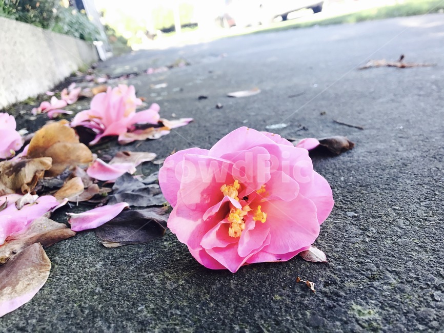 꽃,낙화,장미,분홍장미,식물,꽃,flower