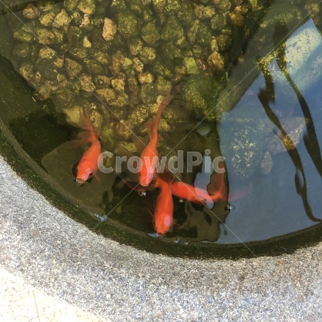 물고기,어항,어류,힐링,자연,동물,animal,어류,물고기,fish