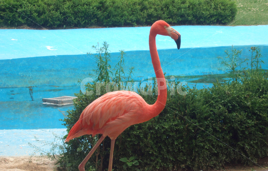 동물,홍학,붉은학,동물원,flamingo,animal,조류,algae,동물,animal,조류,새,birds