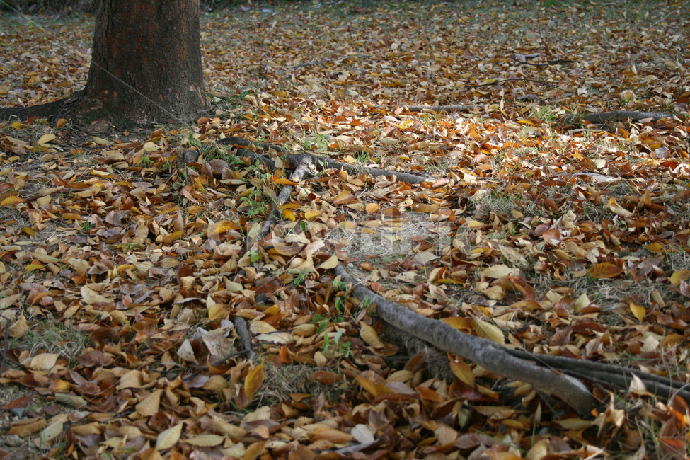 낙엽,가을,가을빛,나뭇잎,나무뿌리,땅,가을,계절,fall,autumn,season,ground,바닥,tree,나무,plant,식물,tree trunk,나무 줄기
