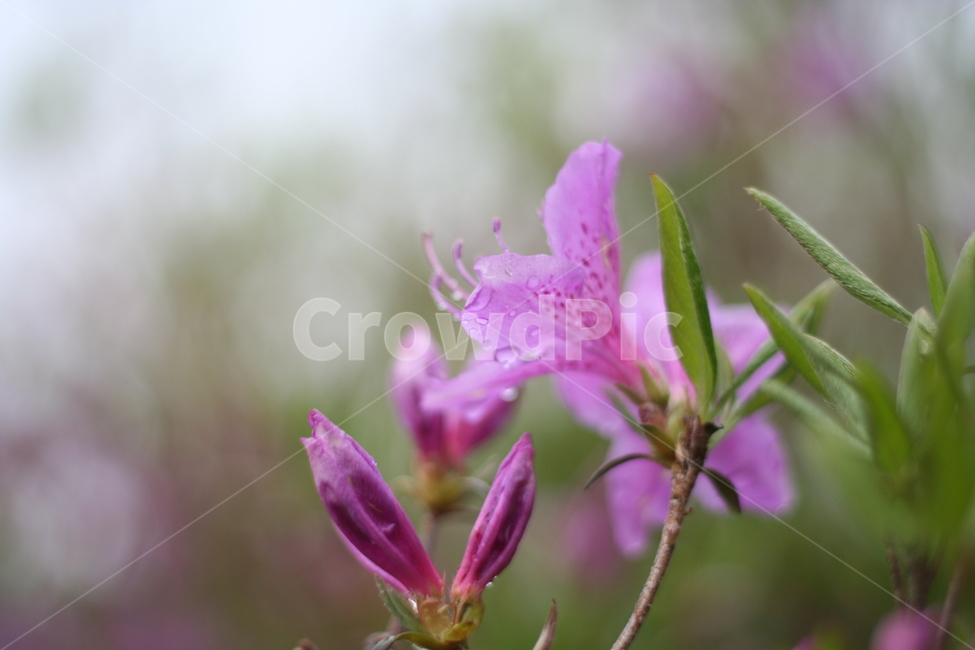 봄,비,봄비,철쭉,사랑의기쁨,봄,계절,spring,season,식물,자연,plants,nature,꽃,flower,plant,blossom,geranium,제라늄