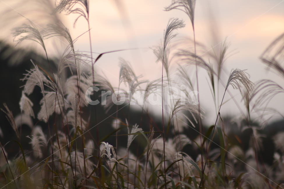 가을,어딘가,따뜻한,가을픙경,flowers,autumn,autumnscenery,fall,코스모스,가을꽃,reed,갈대,가을,계절,fall,autumn,season,자연,풍경,nature,landscape,grass,잔디,plant,식물,lawn