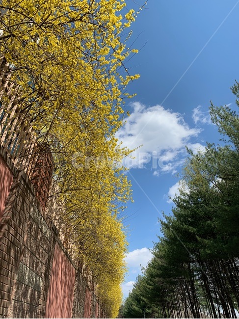 봄,개나리,소나무,가로수,하늘,구름,sky,spring,tree,꽃
