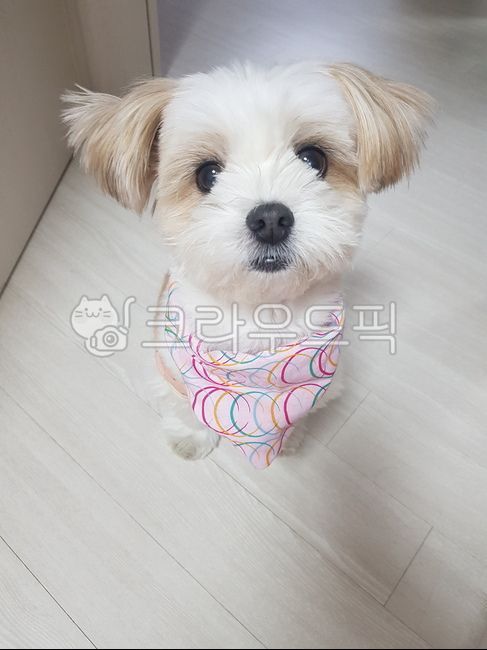 귀여운,강아지,개,애완견,똘망똘망,애완동물,스카프,멋쟁이,패셔니스타,말티츄