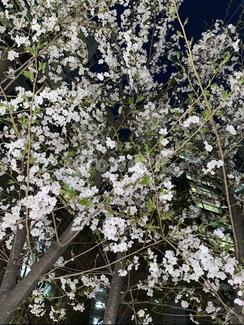 plant,식물,flower,꽃,blossom,벚꽃,벚꽃나무,도시,산책,밤,봄,spring,cherryblossom,night