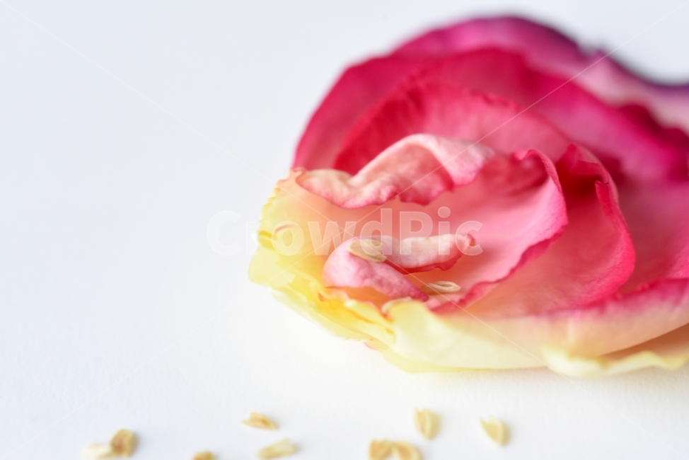 꽃잎,장미,색감,그라데이션,꽃,무지개,연출,식물,사진,photo,누끼,꽃,flower