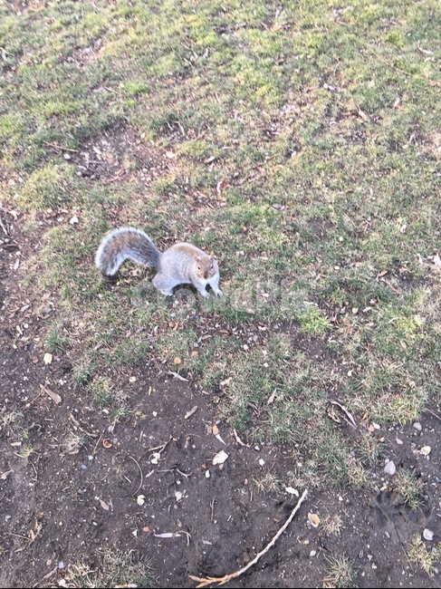공원,다람쥐,날다람쥐,잔디밭,잔디,풀