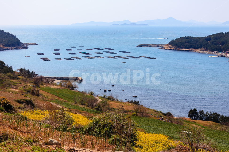 청산도,유채꽃,농촌,농업,경치,자연,풍경,nature,landscape,land,땅,outdoors,옥외,water,물,promontory,곶,sea,바다,ocean,대양,shoreline,해안선