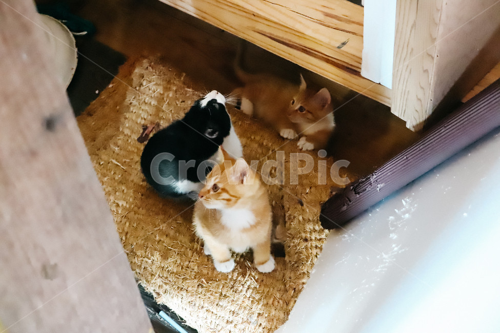 고양이,새끼고양이,아기고양이,길냥이,길고양이,냥이,cat,길냥,냥,동물,animal,포유류,mammal,고양이,cat,kitten,kitty
