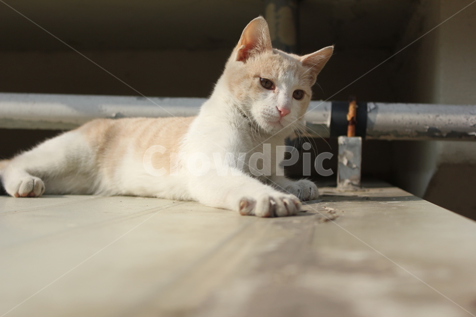 고양이,cat,길냥이,길고양이,야옹이,동물,animal,포유류,mammal,고양이,cat,kitten,kitty