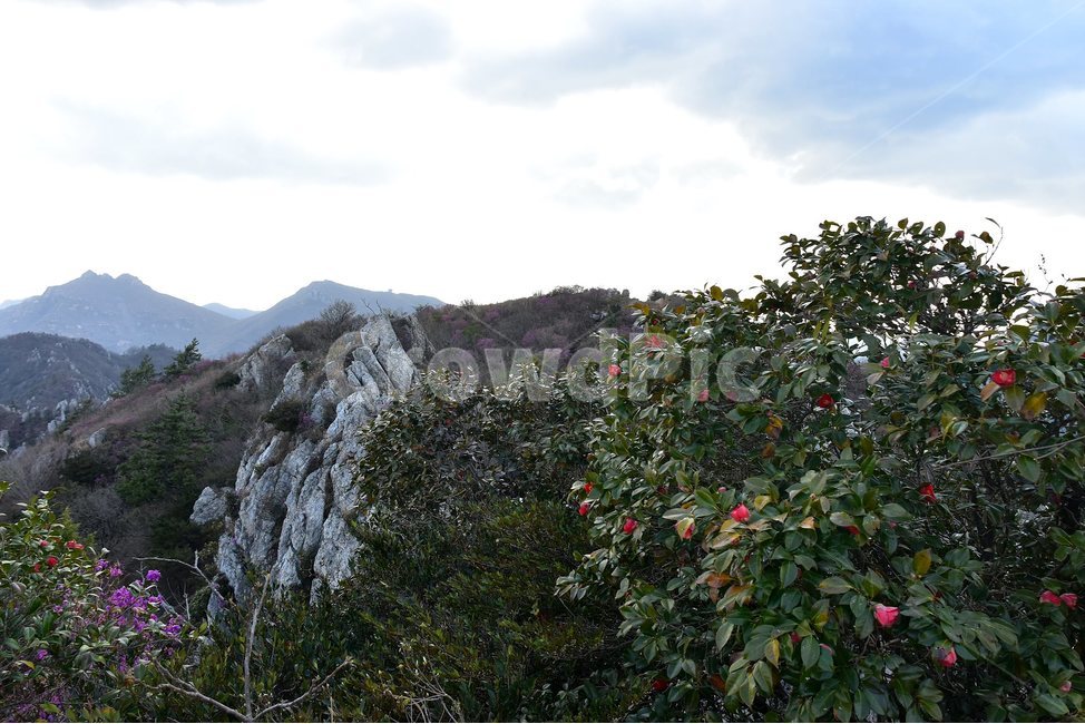 주작산,덕룡산,종주,진달래,풍경,기암,바위,비경,봄풍경,진달래꽃,강진,명산,산행,등산,마운틴,힐링,mountain,landscape,자연,natural,자연,풍경,nature,landscape,한국자연풍경,한국자연경관,korea nature landscape,plant,식물