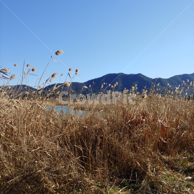 갈대,가을,순천,풍경,경치,자연,강줄기