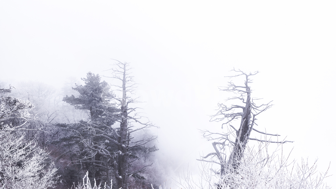 덕유산,겨울산,상고대,눈,안개,아침,구름,새벽,등산,눈꽃,산행,설천대,deokyumountain,winter,snow,fog,mist,cloud,climbing,morning,nature,자연,outdoors,옥외
